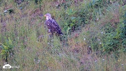 Kodiak Alaska Brown Bears Live Webcam - Jul 30, 2026, 8:42pm AKDT