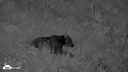Kodiak Alaska Brown Bears Live Webcam - Jul 26, 2026, 11:51pm AKDT