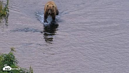 Kodiak Alaska Brown Bears Live Webcam - Aug 6, 2026, 6:56am AKDT