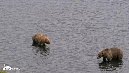 Kodiak Alaska Brown Bears Live Webcam - Aug 9, 2026, 4:10pm AKDT