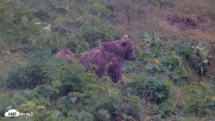 Kodiak Alaska Brown Bears Live Webcam - Aug 4, 2026, 7:14am AKDT