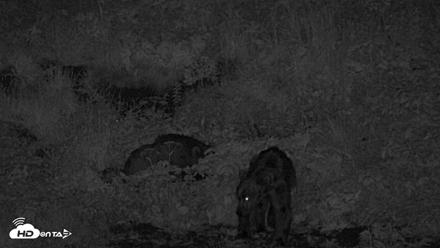 Kodiak Alaska Brown Bears Live Webcam - Jul 28, 2026, 1:03am AKDT