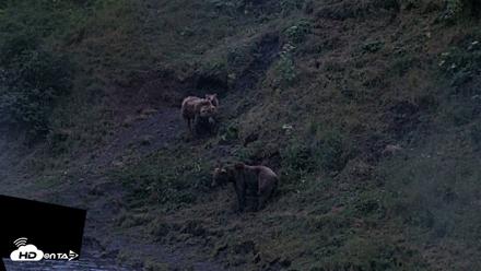 Kodiak Alaska Brown Bears Live Webcam - Aug 3, 2026, 10:44pm AKDT