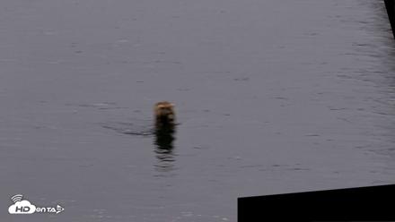 Kodiak Alaska Brown Bears Live Webcam - Aug 2, 2026, 10:26pm AKDT