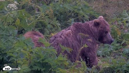 Kodiak Alaska Brown Bears Live Webcam - Aug 4, 2026, 7:14am AKDT