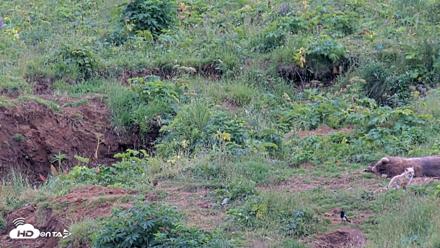 Kodiak Alaska Brown Bears Live Webcam - Aug 10, 2026, 6:35pm AKDT