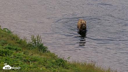Kodiak Alaska Brown Bears Live Webcam - Aug 6, 2026, 6:58am AKDT
