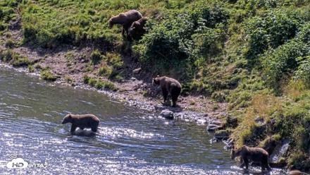 Kodiak Alaska Brown Bears Live Webcam - Aug 23, 2026, 1:40pm AKDT