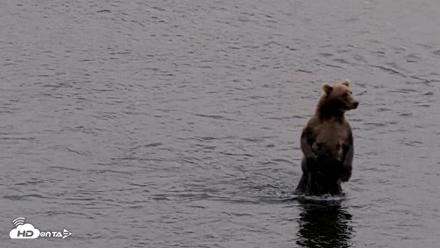 Kodiak Alaska Brown Bears Live Webcam - Aug 17, 2026, 5:12pm AKDT