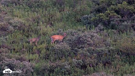 Kodiak Alaska Brown Bears Live Webcam - Aug 26, 2026, 9:22pm AKDT