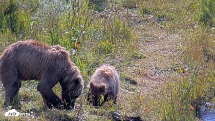 Kodiak Alaska Brown Bears Live Webcam - Aug 1, 2026, 11:58am AKDT