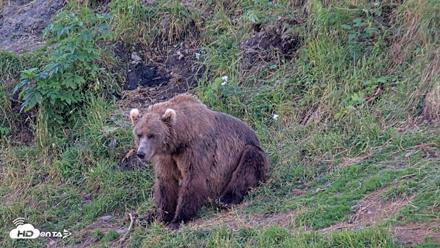 Kodiak Alaska Brown Bears Live Webcam - Aug 11, 2026, 8:40pm AKDT