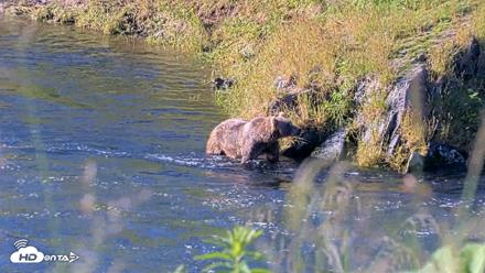 Kodiak Alaska Brown Bears Live Webcam - Jul 30, 2026, 9:18am AKDT
