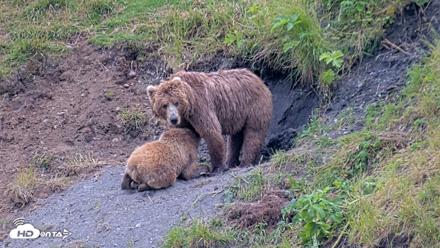 Kodiak Alaska Brown Bears Live Webcam - Aug 1, 2026, 7:23pm AKDT