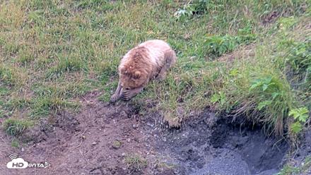 Kodiak Alaska Brown Bears Live Webcam - Aug 2, 2026, 7:51pm AKDT