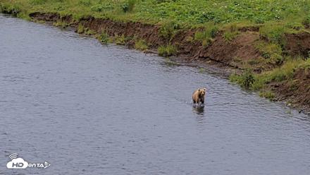 Kodiak Alaska Brown Bears Live Webcam - Aug 6, 2026, 10:22am AKDT