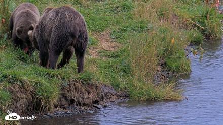 Kodiak Alaska Brown Bears Live Webcam - Aug 20, 2026, 8:18pm AKDT