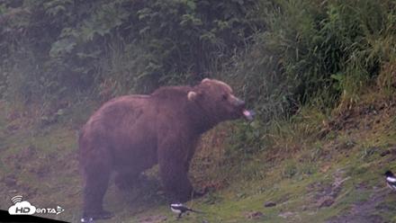 Kodiak Alaska Brown Bears Live Webcam - Jul 22, 2026, 6:47am AKDT
