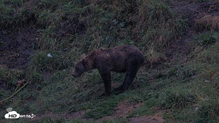 Kodiak Alaska Brown Bears Live Webcam - Aug 16, 2026, 9:42pm AKDT