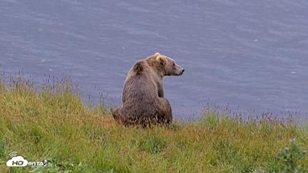Kodiak Alaska Brown Bears Live Webcam - Aug 5, 2026, 8:44am AKDT