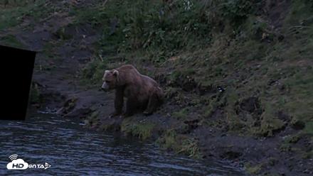 Kodiak Alaska Brown Bears Live Webcam - Aug 6, 2026, 6:01am AKDT