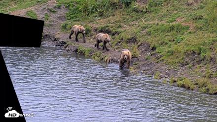 Kodiak Alaska Brown Bears Live Webcam - Aug 11, 2026, 4:46pm AKDT
