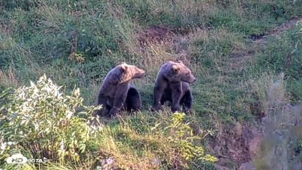 Kodiak Alaska Brown Bears Live Webcam - Aug 26, 2026, 7:46pm AKDT