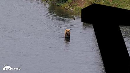 Kodiak Alaska Brown Bears Live Webcam - Aug 6, 2026, 10:23am AKDT