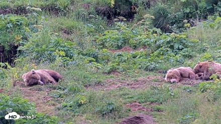 Kodiak Alaska Brown Bears Live Webcam - Aug 6, 2026, 8:04pm AKDT