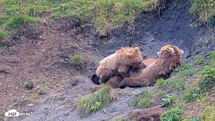 Kodiak Alaska Brown Bears Live Webcam - Aug 9, 2026, 3:49pm AKDT