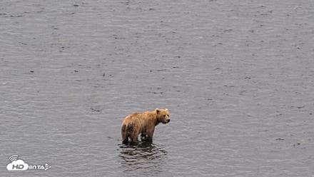 Kodiak Alaska Brown Bears Live Webcam - Aug 10, 2026, 11:53am AKDT
