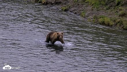 Kodiak Alaska Brown Bears Live Webcam - Aug 20, 2026, 8:50pm AKDT