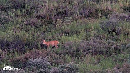 Kodiak Alaska Brown Bears Live Webcam - Aug 26, 2026, 9:24pm AKDT