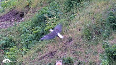 Kodiak Alaska Brown Bears Live Webcam - Aug 5, 2026, 8:48am AKDT