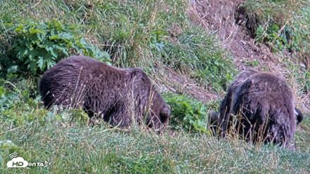 Kodiak Alaska Brown Bears Live Webcam - Aug 23, 2026, 4:43pm AKDT