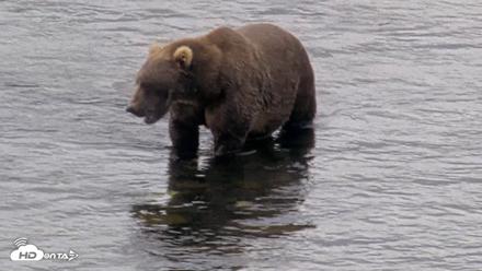 Kodiak Alaska Brown Bears Live Webcam - Aug 13, 2026, 11:40am AKDT