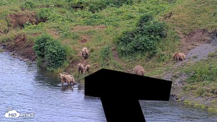 Kodiak Alaska Brown Bears Live Webcam - Aug 1, 2026, 6:54pm AKDT