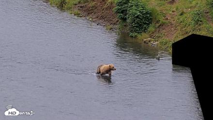 Kodiak Alaska Brown Bears Live Webcam - Aug 6, 2026, 10:22am AKDT