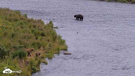 Kodiak Alaska Brown Bears Live Webcam - Aug 9, 2026, 4:25pm AKDT