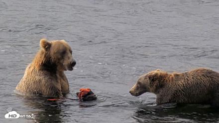 Kodiak Alaska Brown Bears Live Webcam - Aug 18, 2026, 10:01am AKDT