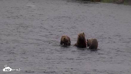 Kodiak Alaska Brown Bears Live Webcam - Aug 14, 2026, 9:15am AKDT