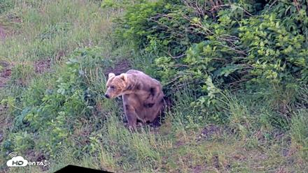 Kodiak Alaska Brown Bears Live Webcam - Jul 24, 2026, 7:40pm AKDT