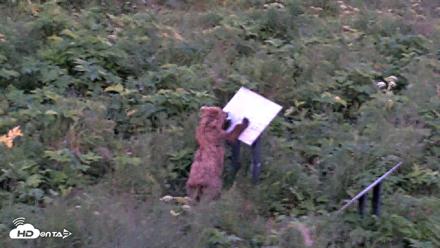 Kodiak Alaska Brown Bears Live Webcam - Jul 29, 2026, 11:04pm AKDT