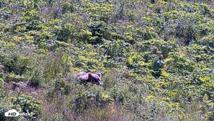 Kodiak Alaska Brown Bears Live Webcam - Jul 30, 2026, 10:52am AKDT