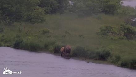 Kodiak Alaska Brown Bears Live Webcam - Jul 21, 2026, 2:36pm AKDT