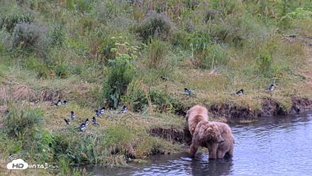 Kodiak Alaska Brown Bears Live Webcam - Aug 3, 2026, 7:42pm AKDT