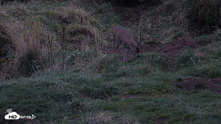 Kodiak Alaska Brown Bears Live Webcam - Oct 6, 2026, 7:56pm AKDT