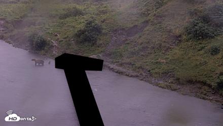 Kodiak Alaska Brown Bears Live Webcam - Aug 16, 2026, 9:45pm AKDT