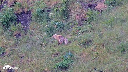 Kodiak Alaska Brown Bears Live Webcam - Jul 25, 2026, 7:39am AKDT