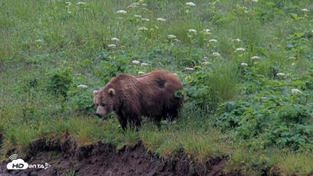 Kodiak Alaska Brown Bears Live Webcam - Jul 22, 2026, 4:41pm AKDT